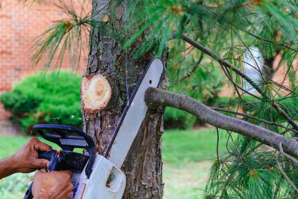 Best Leaf Removal  in Stratford, CA